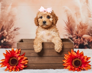 Bessie Cavapoo Puppy 